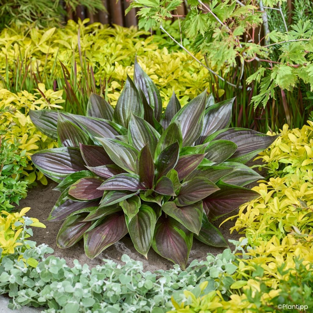 Hosta Red Ninja - Hartlelie