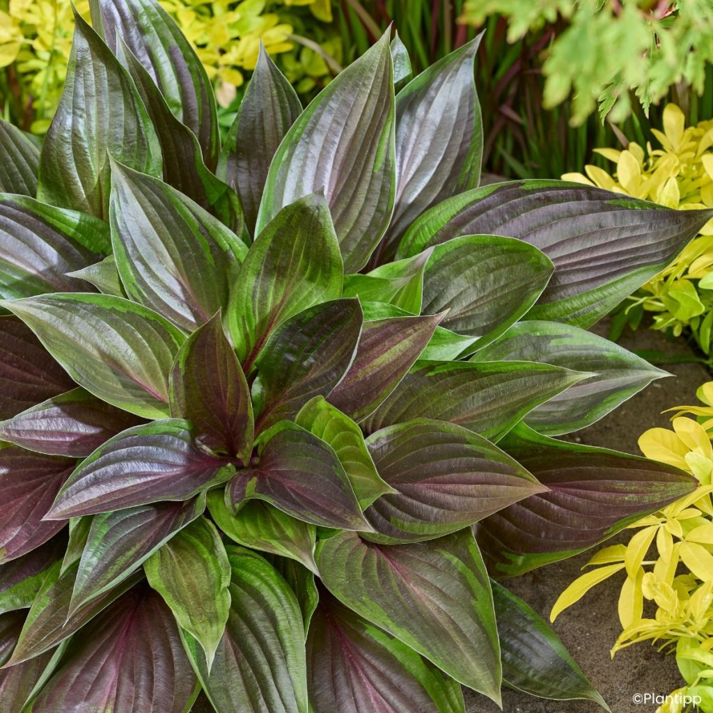 Hosta Red Ninja - Hartlelie