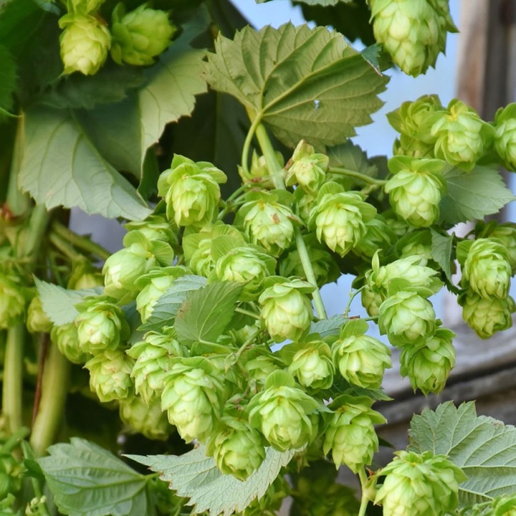 Hop Hallertauer Tradition - Humulus lupulus