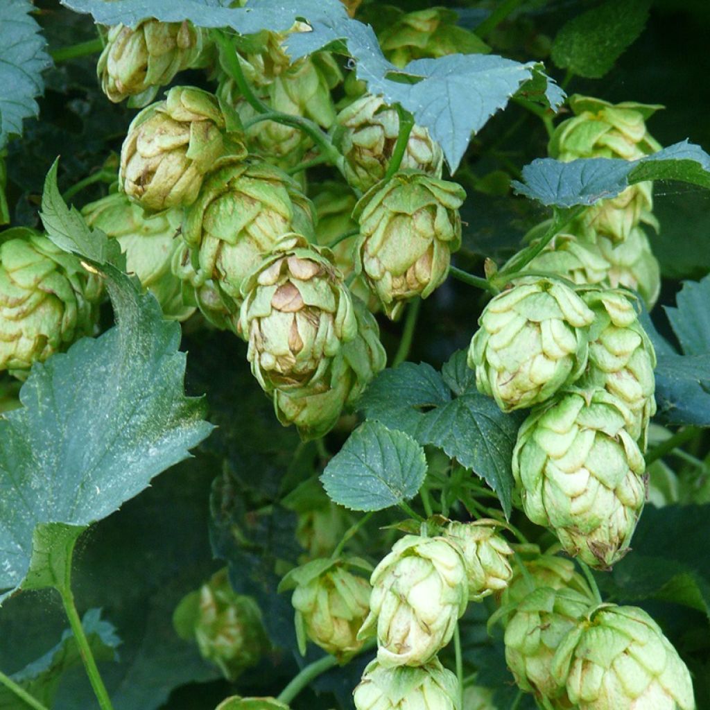 Hop Hallertauer Tradition - Humulus lupulus