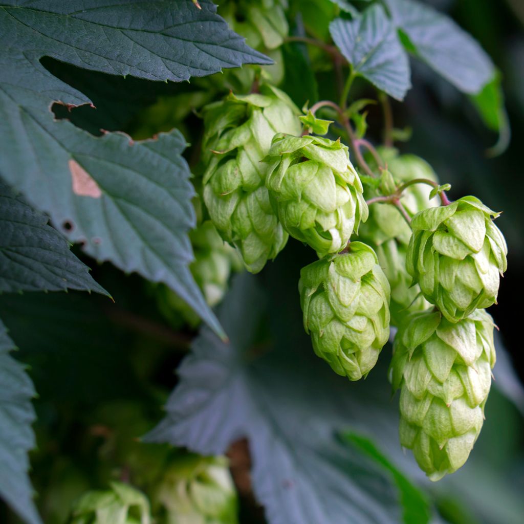 Hop Hersbrucker - Humulus lupulus