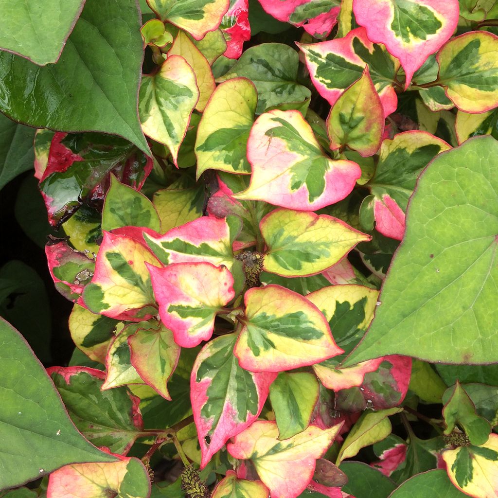 Houttuynia cordata Chameleon - Moerasanemoon