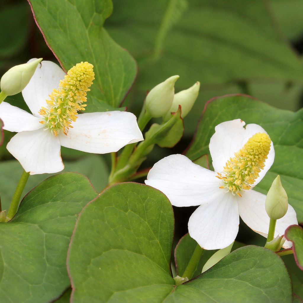 Houttuynia cordata - Moerasanemoon