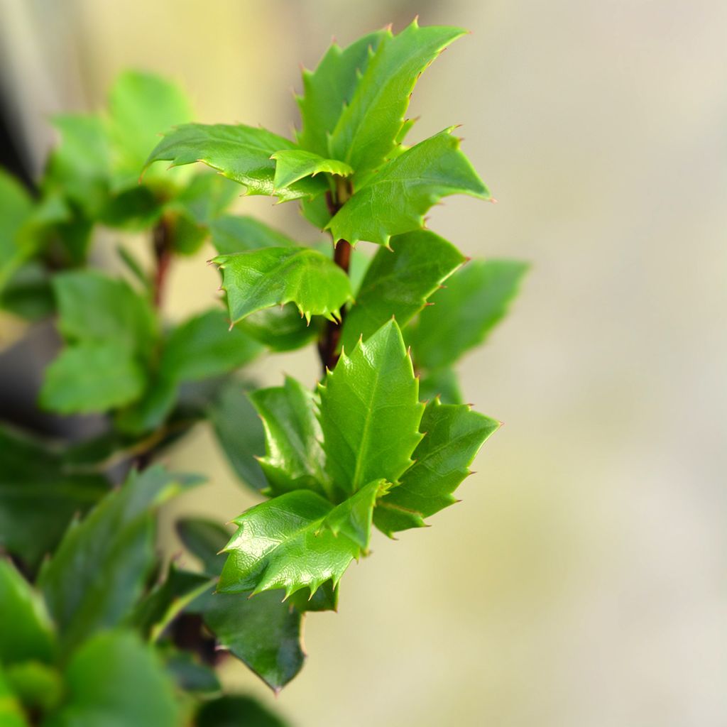 Ilex meserveae Blue Prince - Blauwe hulst