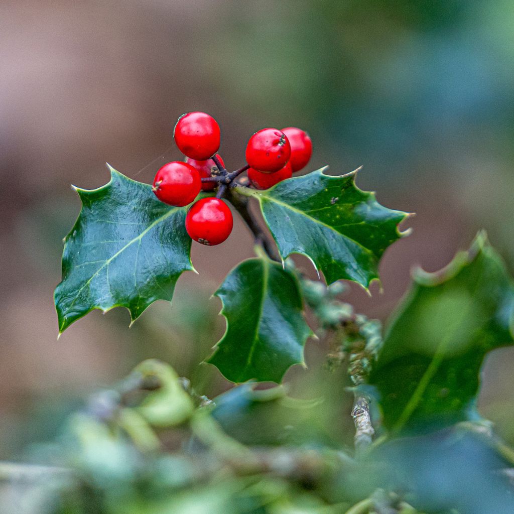 Ilex aquifolium - Hulst