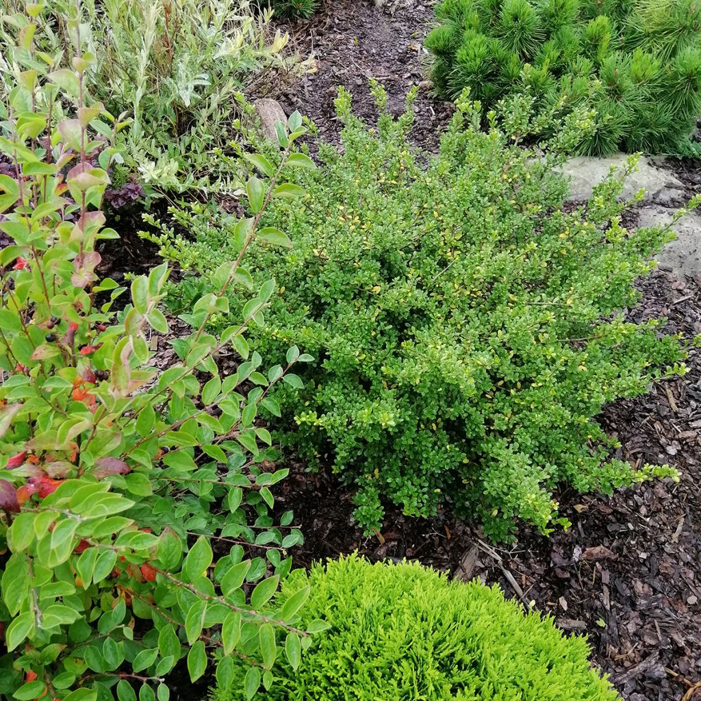 Ilex crenata Convexa - Japanse hulst