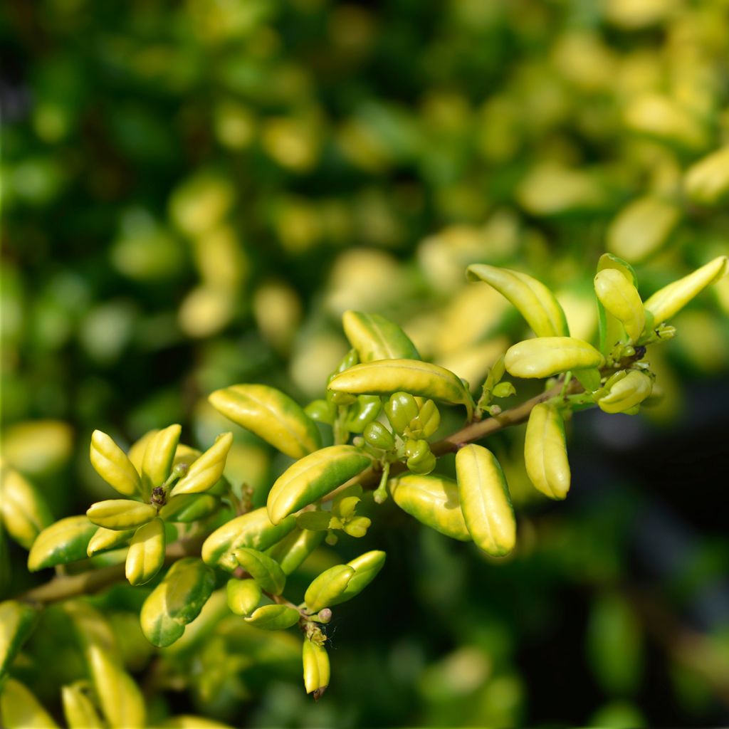 Ilex crenata Convexed Gold - Japanse hulst