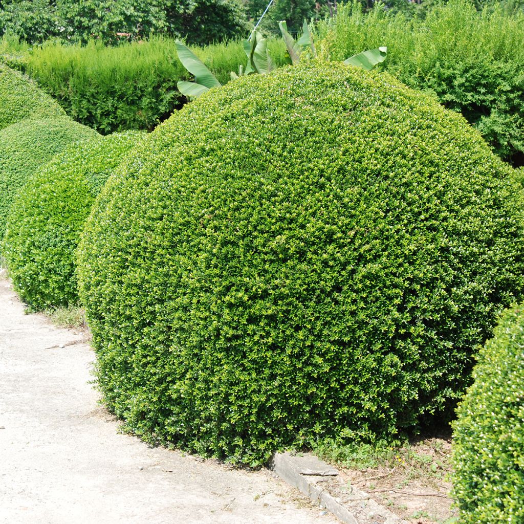 Ilex crenata Dark Green - Japanse hulst