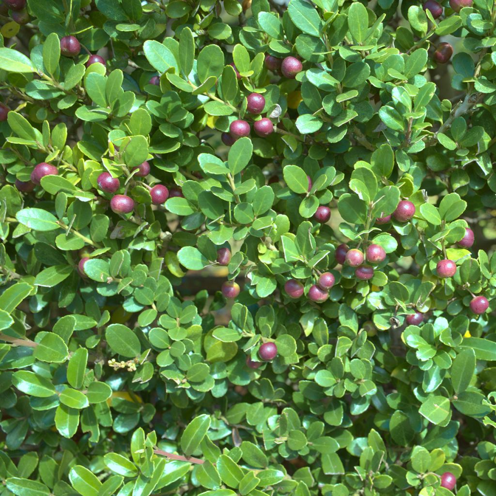Ilex crenata Green Hedge - Japanse hulst