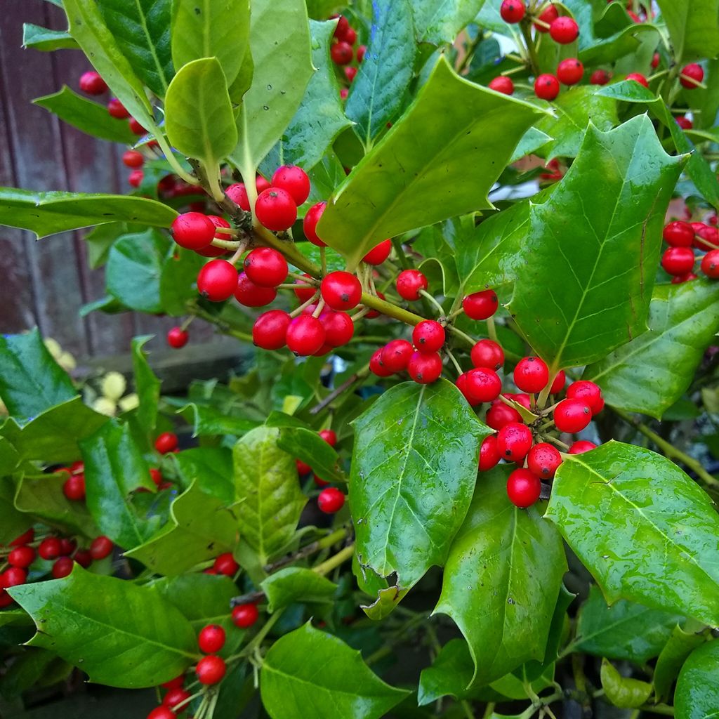 Ilex Nellie R. Stevens - Hulst