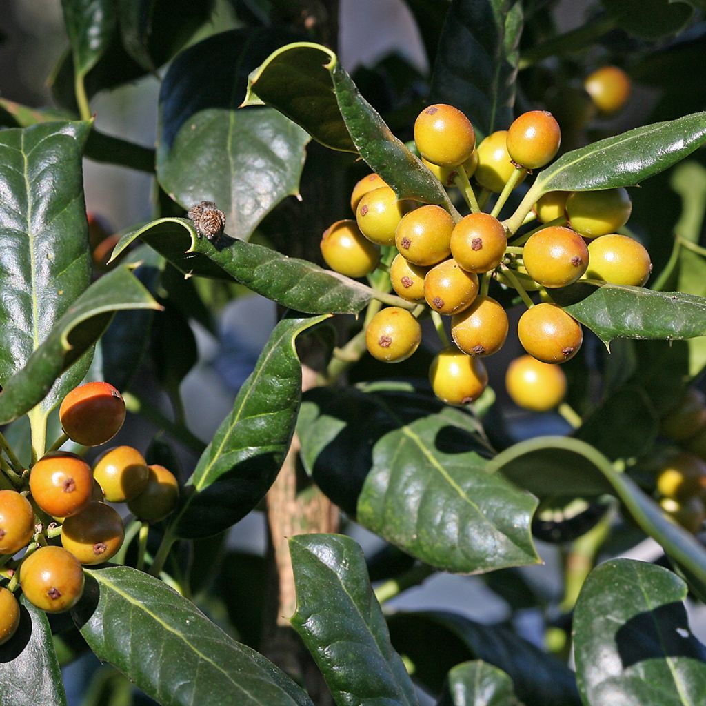 Ilex Nellie R. Stevens - Hulst