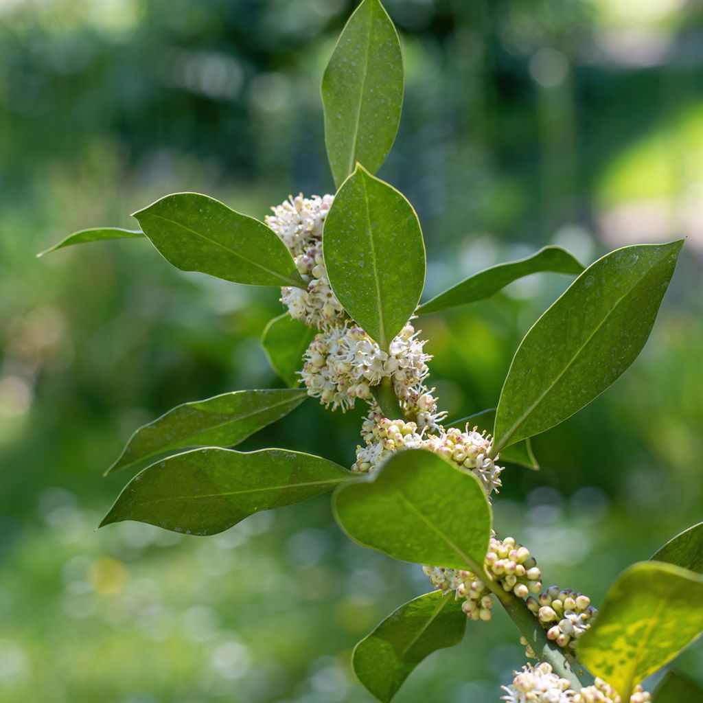 Ilex Nellie R. Stevens - Hulst