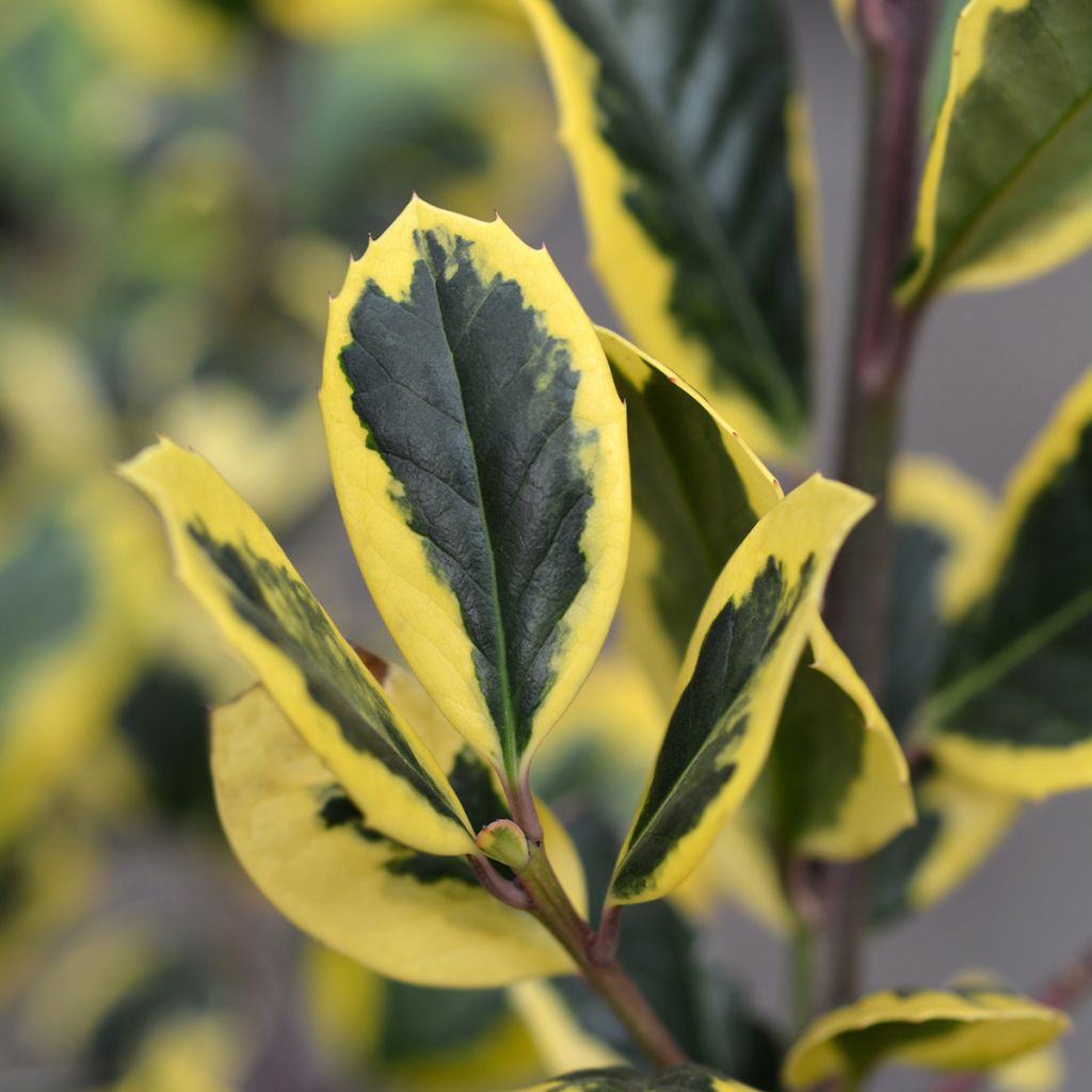 Ilex Golden King - Kastanjebladige hulst