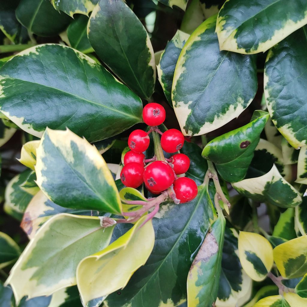 Ilex Golden King - Kastanjebladige hulst