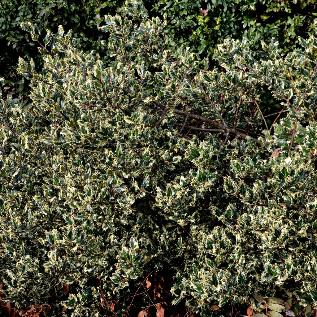 Ilex aquifolium Argenteomarginata - Hulst bont