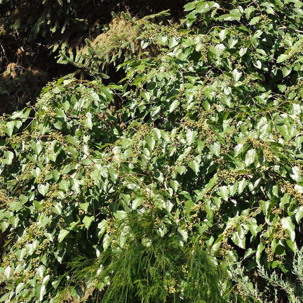 Hovenia dulcis - Rozijnenboom