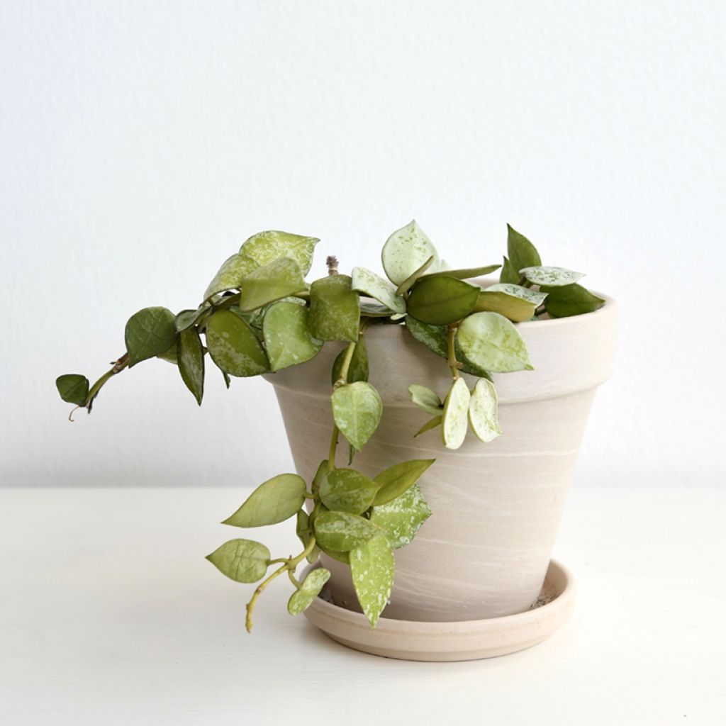 Hoya krohniana Eskimo - Wasbloem