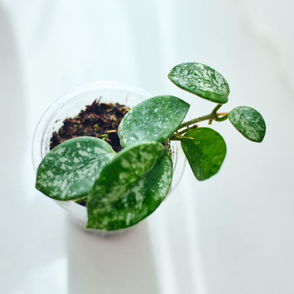 Hoya Mathilde Splash - Wasbloem