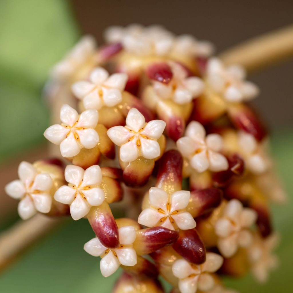 Hoya callistophylla - Wasbloem