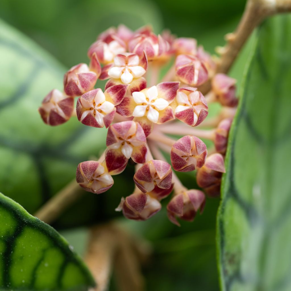 Hoya callistophylla - Wasbloem