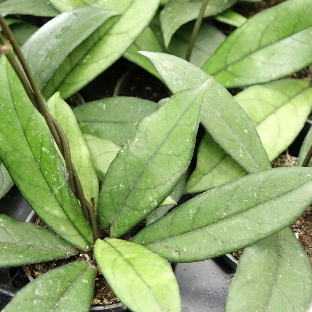 Hoya crassipetiolata - Wasbloem