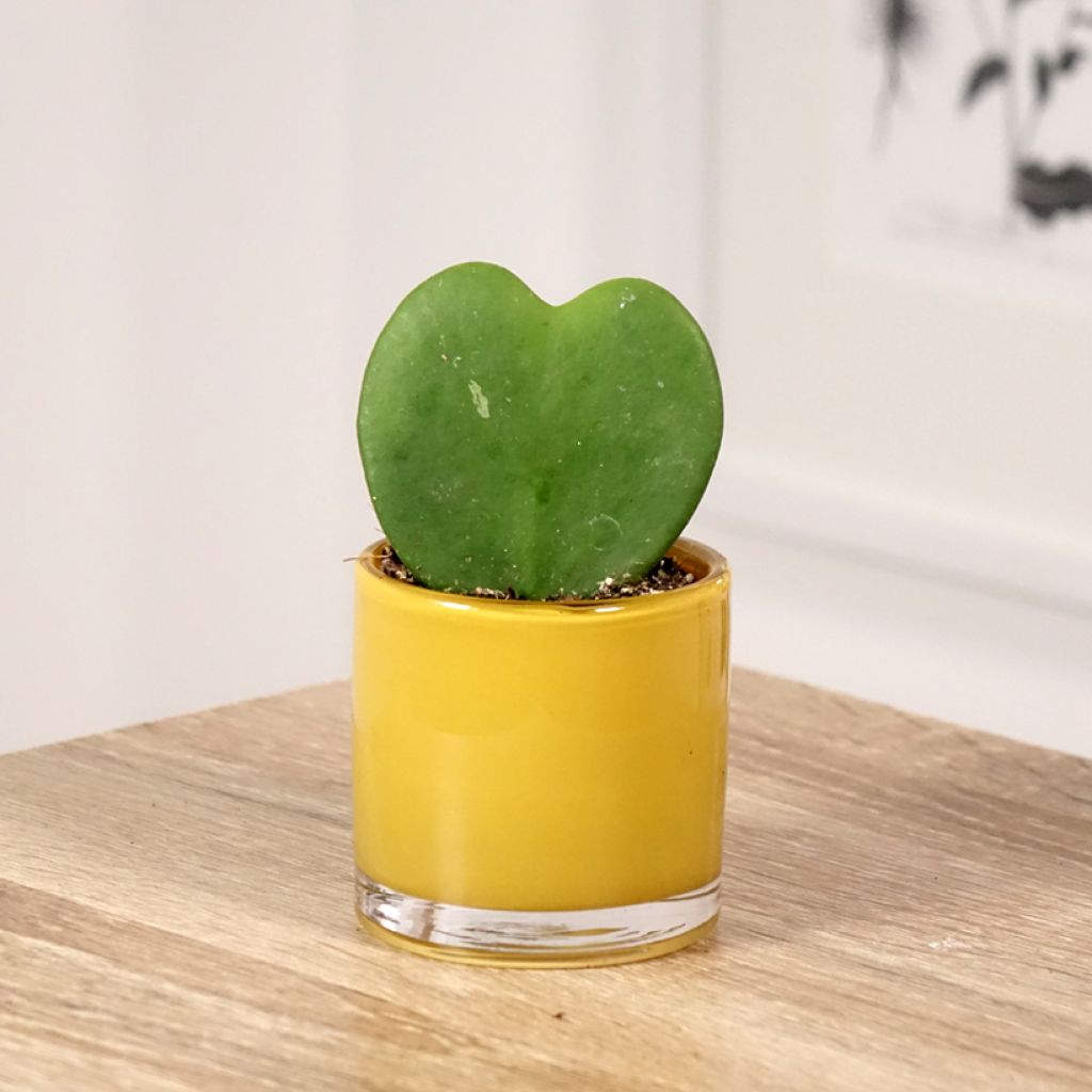 Hoya kerrii - Hartjesplant