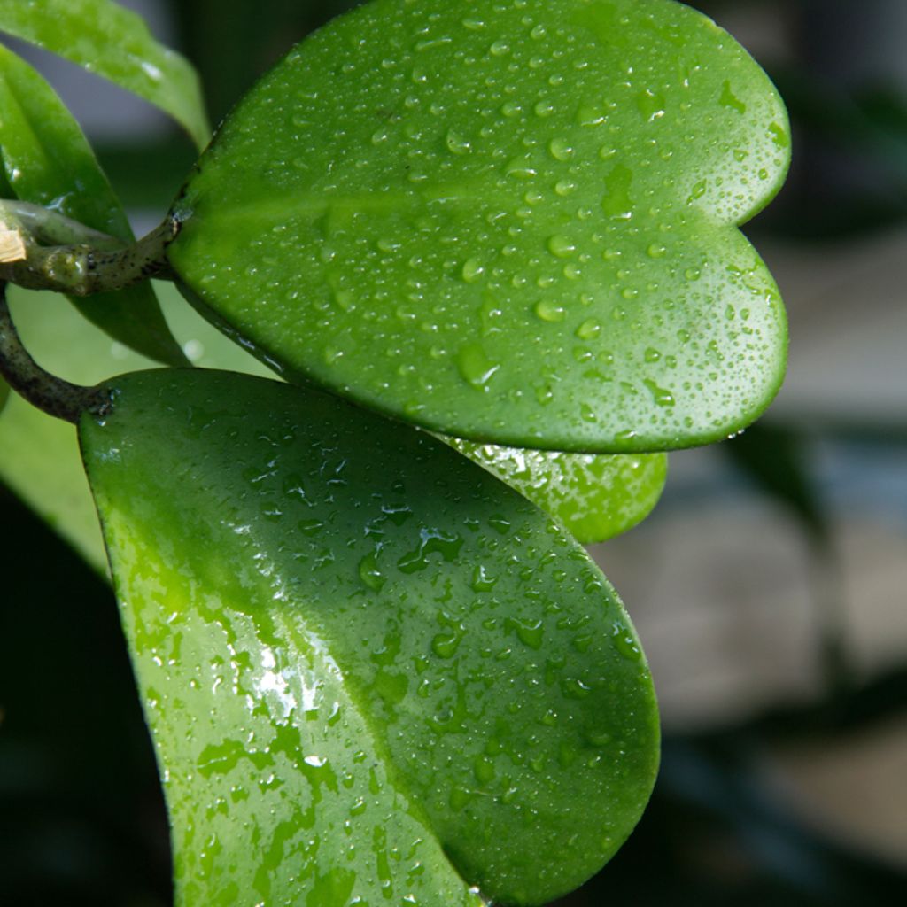 Hoya kerrii - Hartjesplant