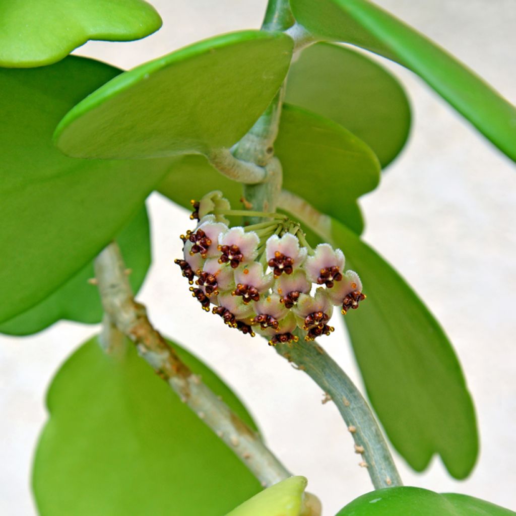 Hoya kerrii - Hartjesplant