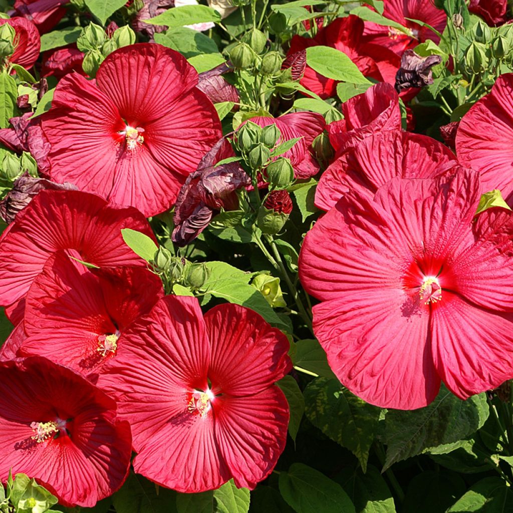 Hibiscus moscheutos Rood - Moerashibiscus