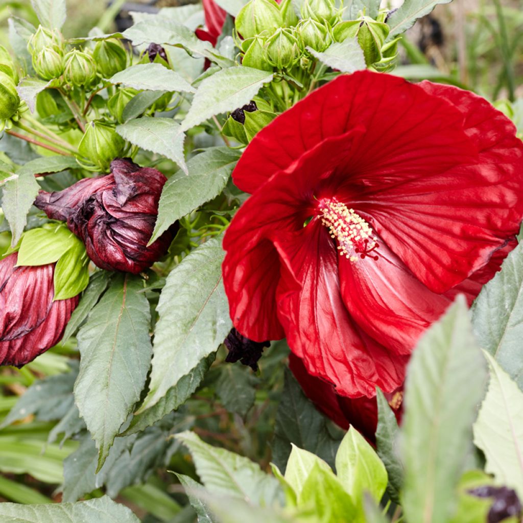 Hibiscus moscheutos Rood - Moerashibiscus