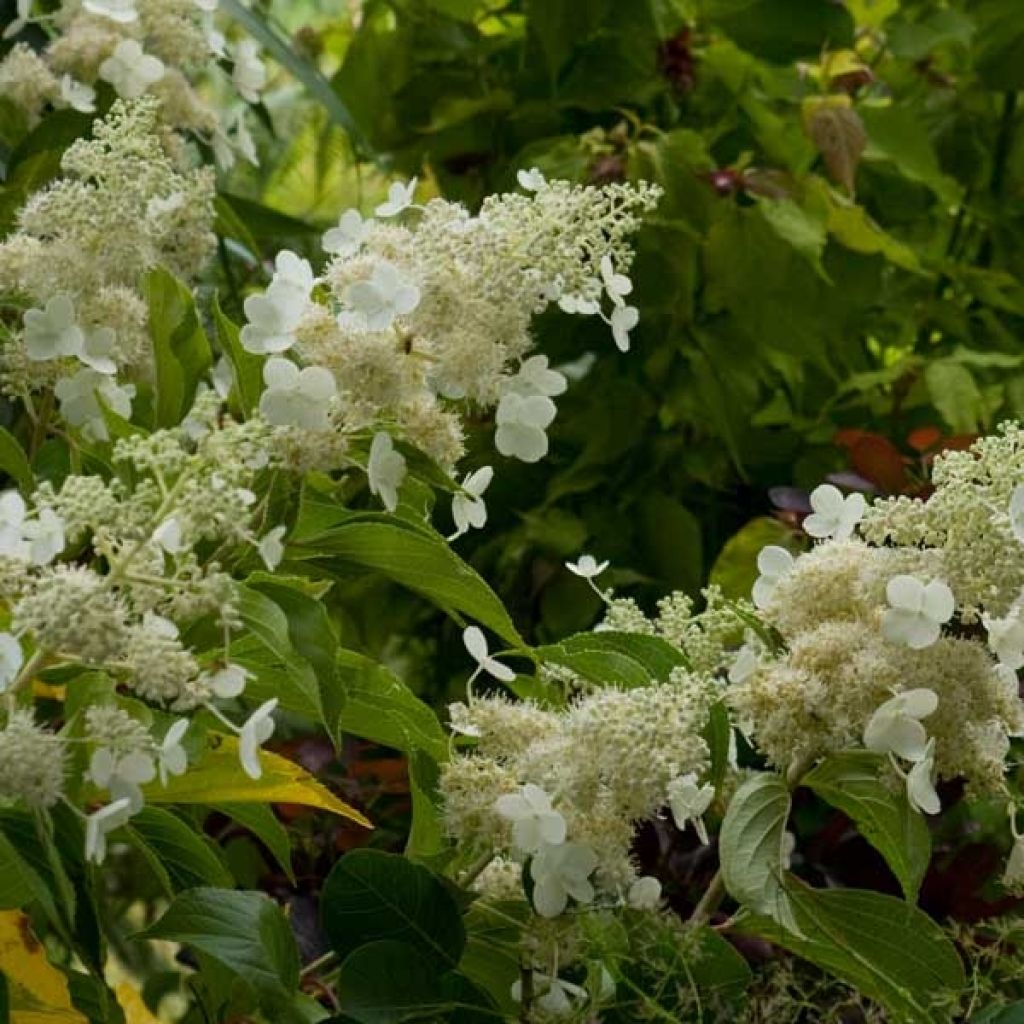 Hydrangea paniculata Kyushu - Pluimhortensia