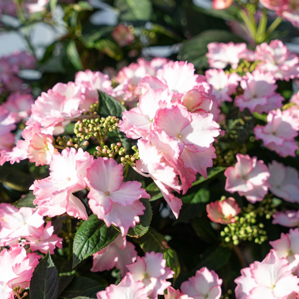 Hydrangea macrophylla Bloombuster - Bolhortensia roze
