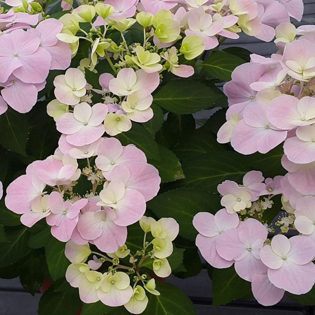 Hydrangea French Bolero - Guirlande hortensia