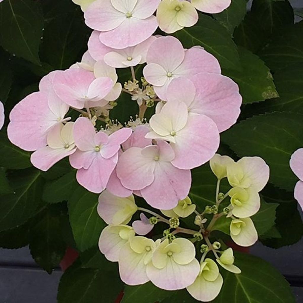 Hydrangea French Bolero - Guirlande hortensia