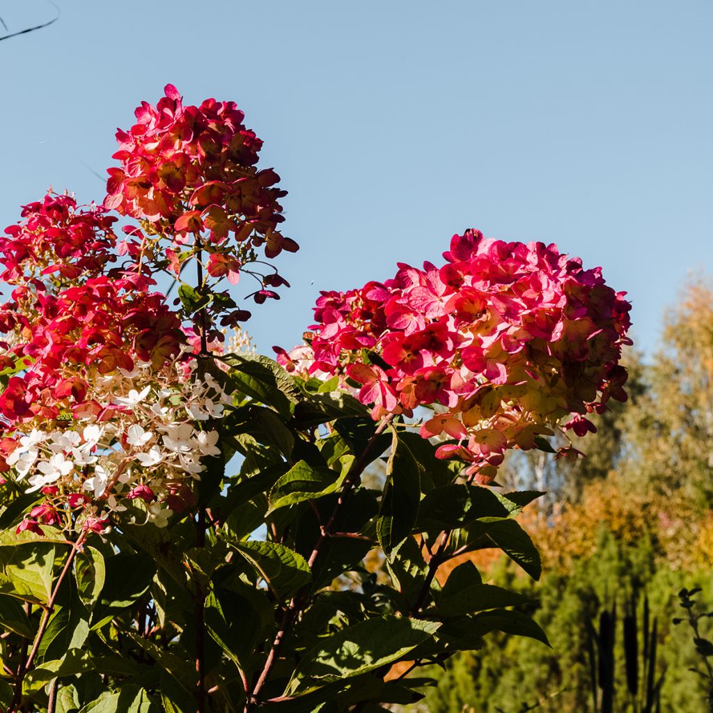 Hydrangea paniculata Magical Fire - Pluimhortensia