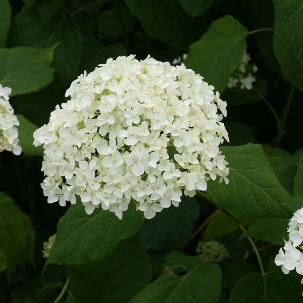 Hydrangea arborescens Annabelle - Sneeuwballenhortensia