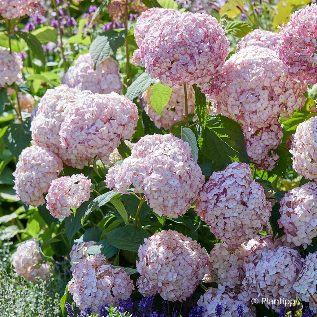 Hydrangea arborescens Candybelle Bubblegum - sneeuwballenhortensia