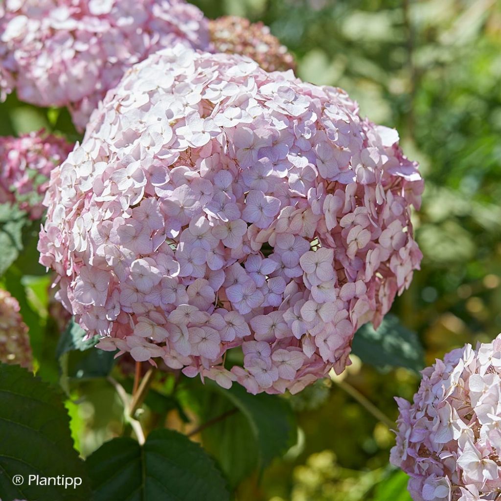 Hydrangea arborescens Candybelle Bubblegum - sneeuwballenhortensia
