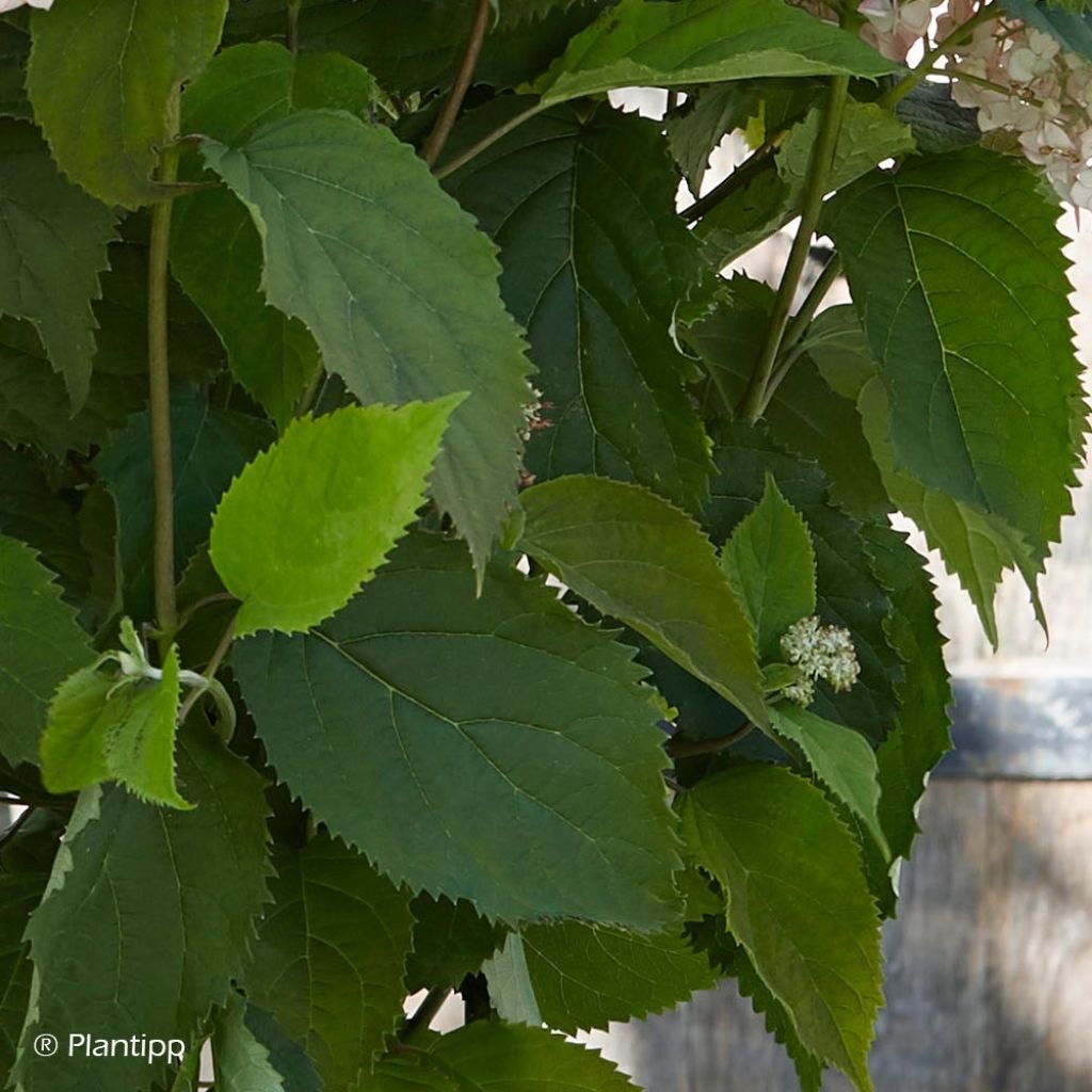 Hydrangea arborescens Candybelle Bubblegum - sneeuwballenhortensia