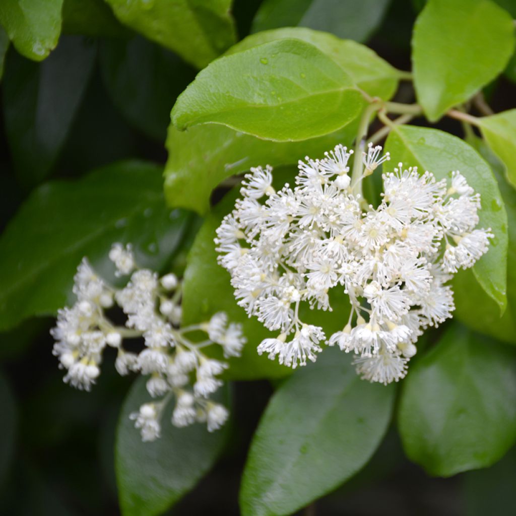 Decumaria barbara Vicki - Chinese klimplant