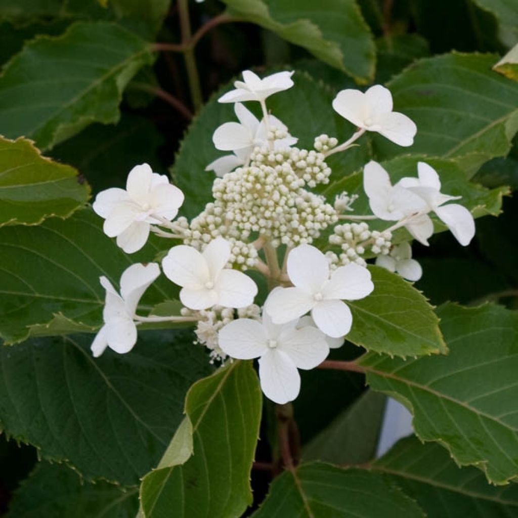 Hydrangea paniculata Levana - Pluimhortensia