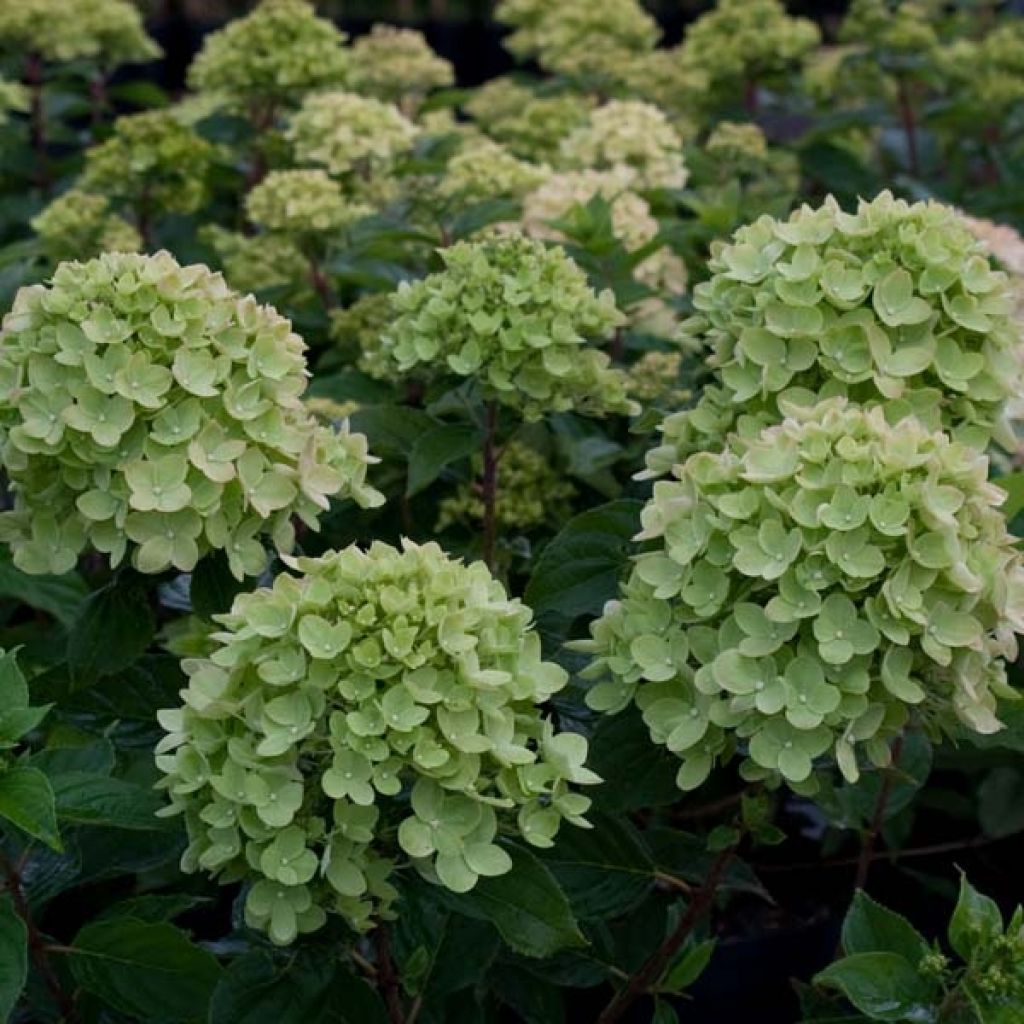 Hydrangea paniculata Little Lime - Dwergpluimhortensia