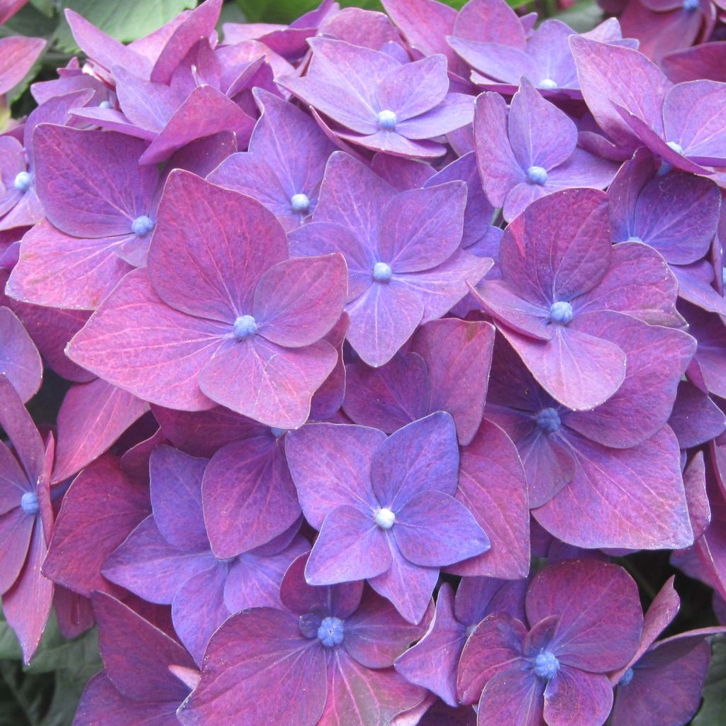 Hydrangea macrophylla Deep Purple Dance - Bolhortensia