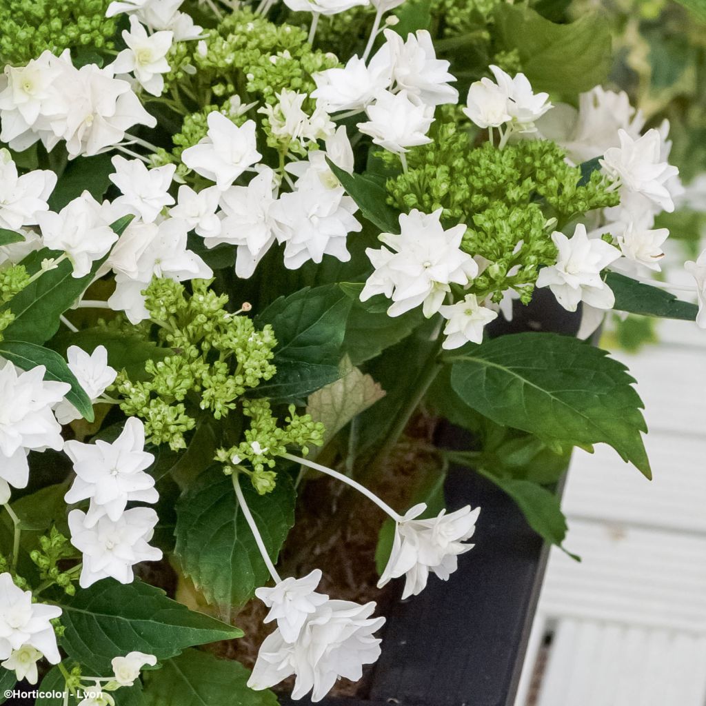 Hydrangea macrophylla Shooting Star - Schermhortensia