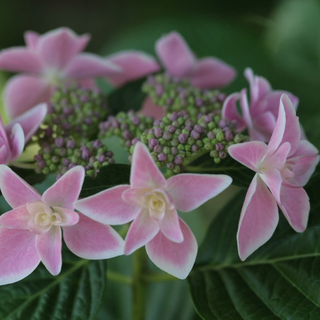 Hydrangea macrophylla Stargazer - Bolhortensia