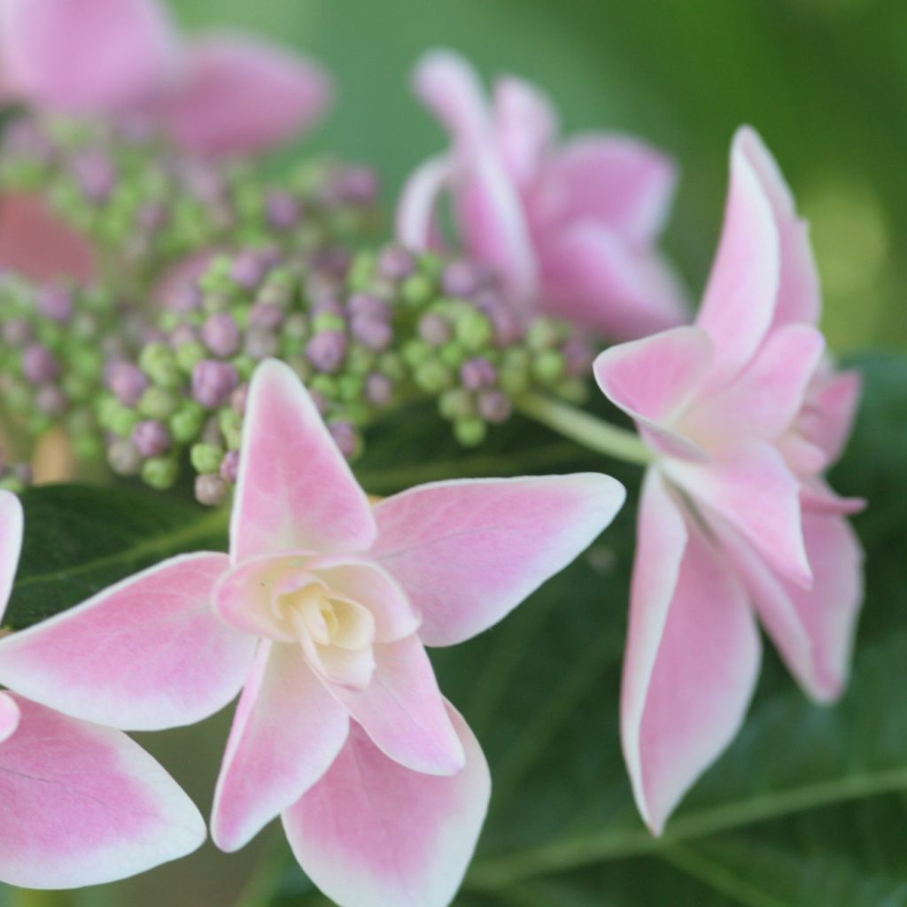 Hydrangea macrophylla Stargazer - Bolhortensia