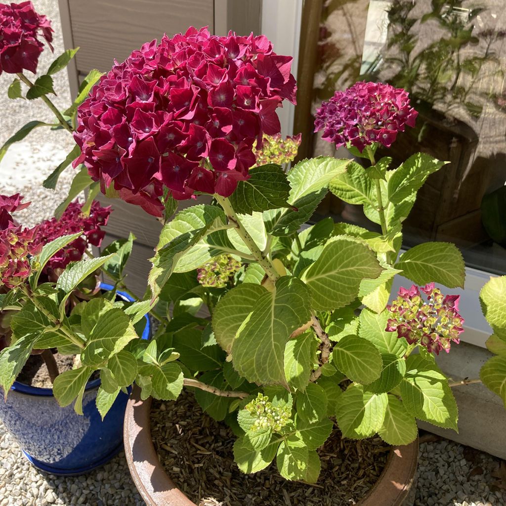 Hydrangea macrophylla Beautensia Dali - Bolhortensia