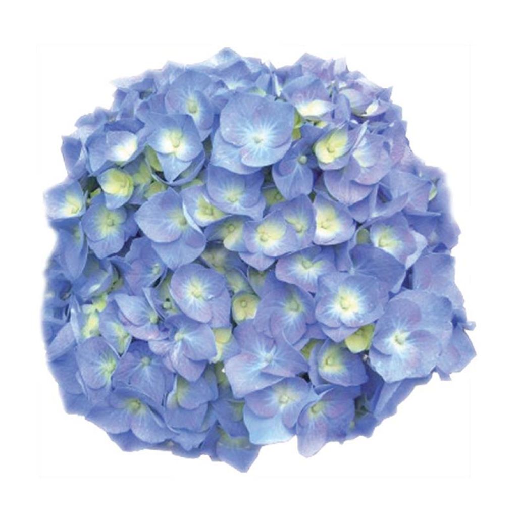 Hydrangea macrophylla Bela - Bolhortensia