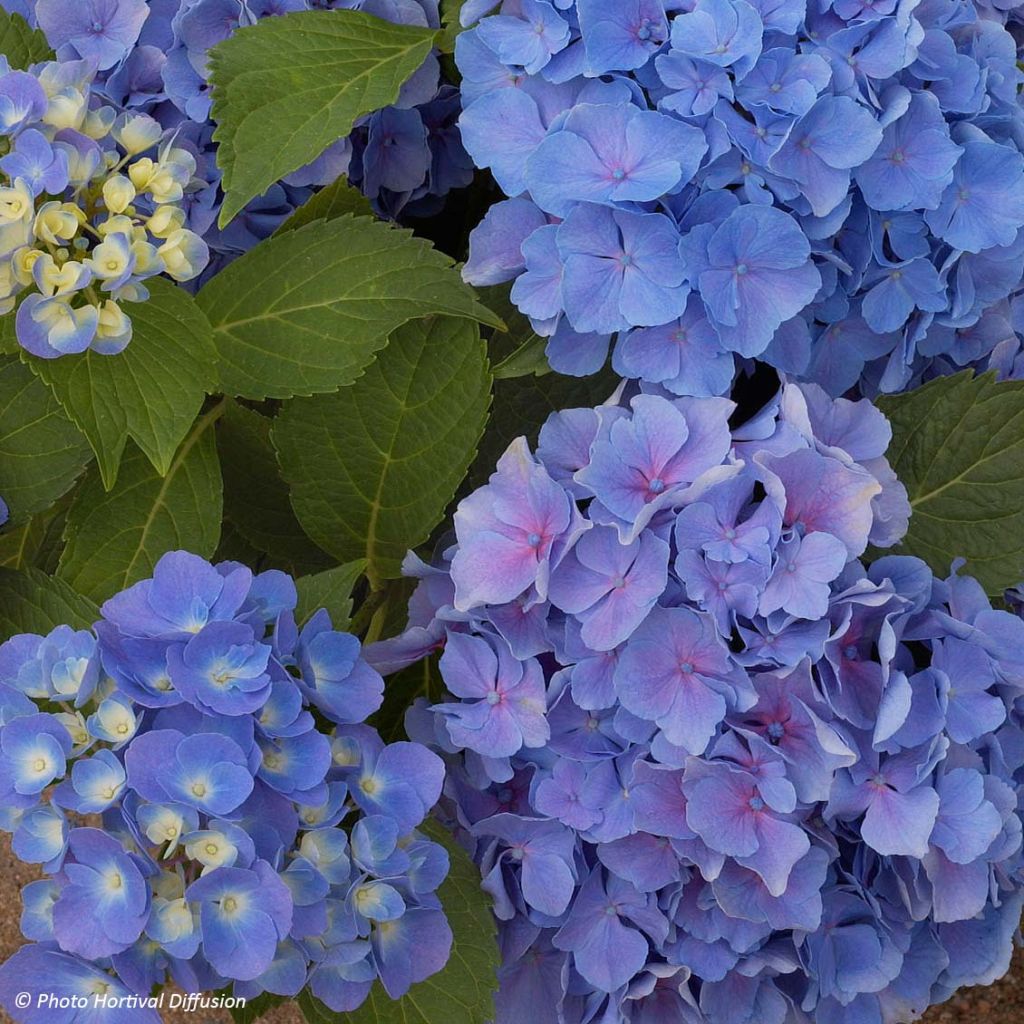 Hydrangea macrophylla Benelux - Bolhortensia