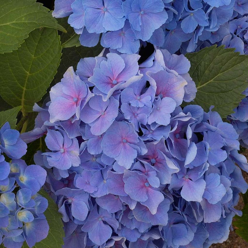 Hydrangea macrophylla Benelux - Bolhortensia
